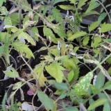 Smrznute sadnice paradajza šta raditi